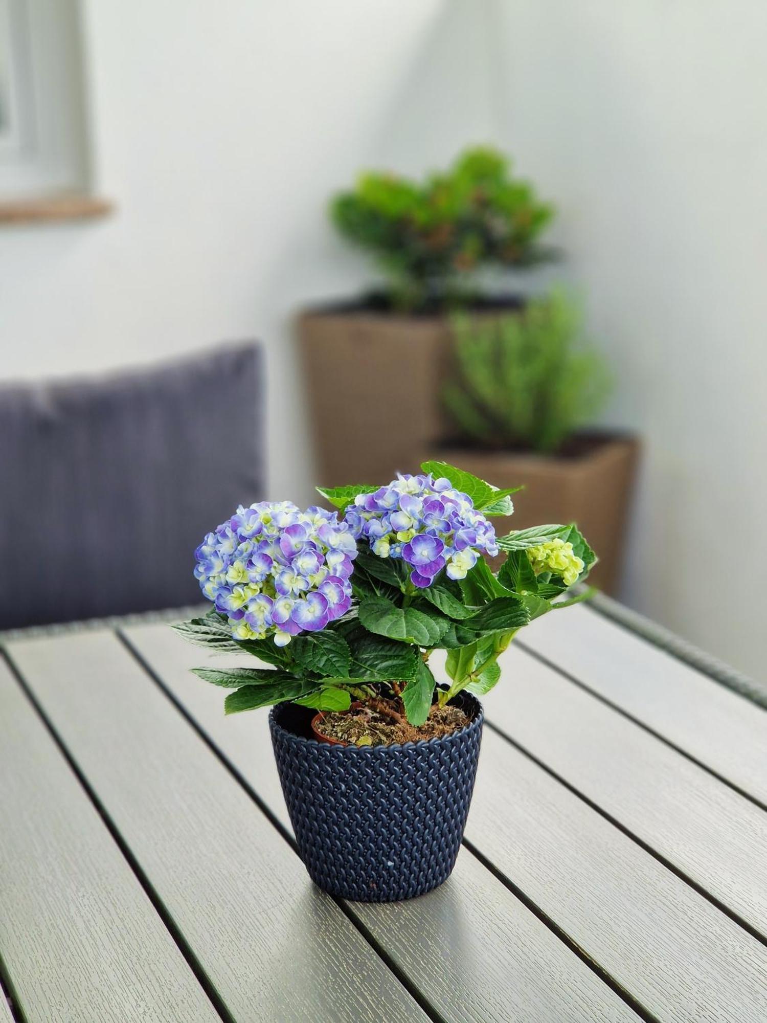 Apartments Jasna ロヴィニ エクステリア 写真